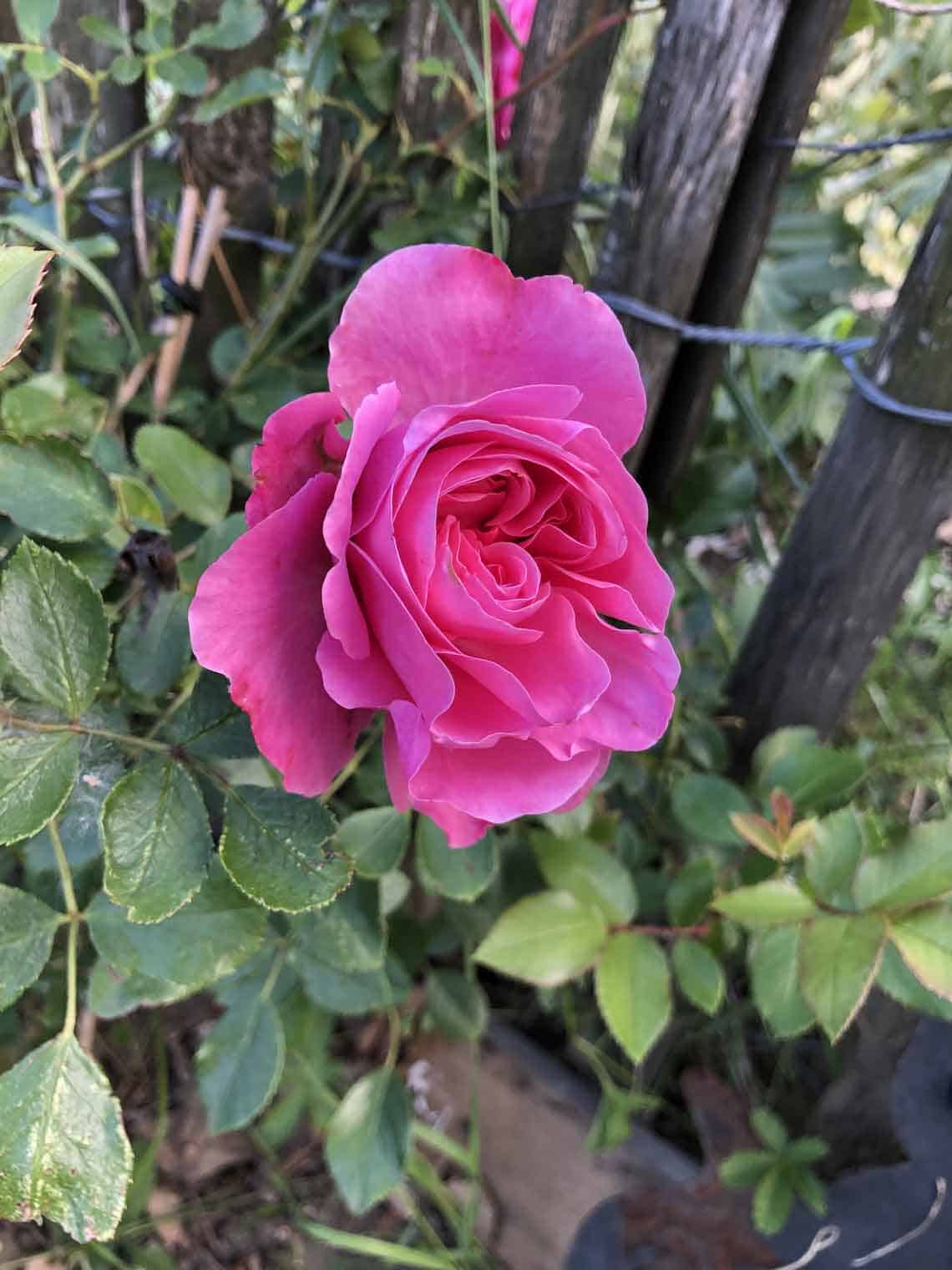 rose